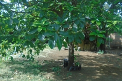 Árbol de aguacate